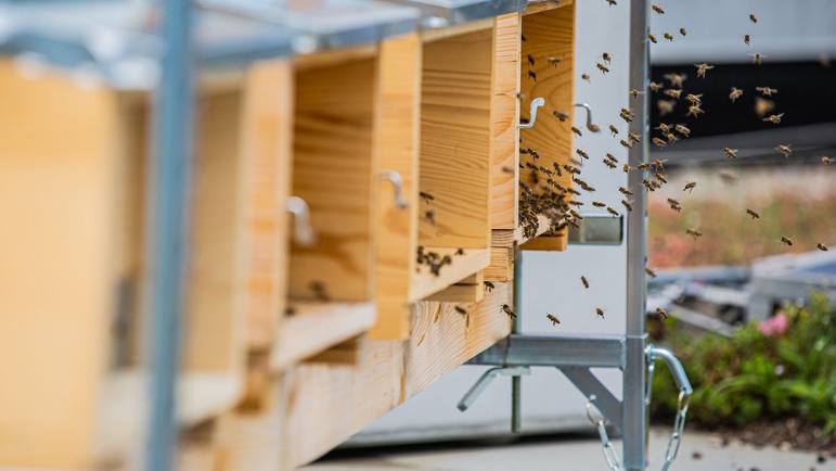 De små bier plejes af en medarbejder, der er blevet oplært som biavler