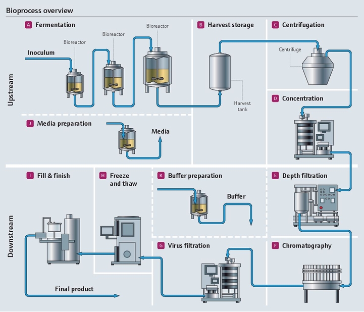 Bioprocess overview