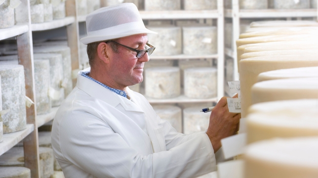 Dairy plant worker inspecting cheese