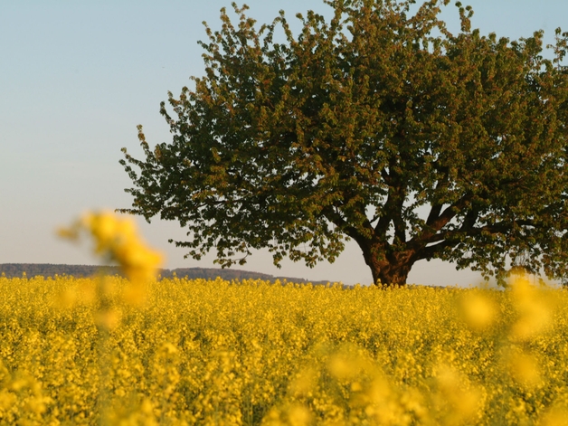 Kirsebærtræ på en blomstrende rapsmark.