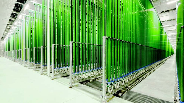 Industriel algeproduktion i fotobioreaktorer
